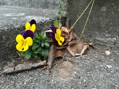 Viola × wittrockiana