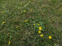 Ficaria verna calthifolia