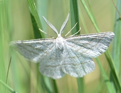 Perconia strigillaria