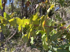 Hakea amplexicaulis