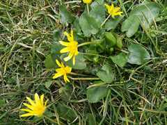 Ficaria verna calthifolia