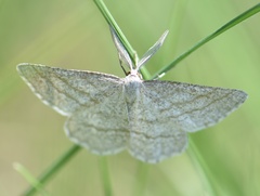 Perconia strigillaria