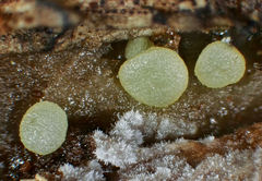 Dendrostilbella prasinula