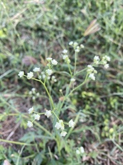 Parthenium hysterophorus