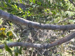 Hakea amplexicaulis
