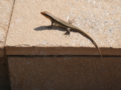 Trachylepis wahlbergii
