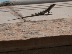 Trachylepis wahlbergii