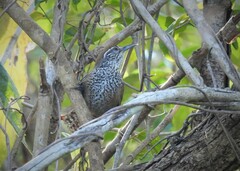 Pheugopedius maculipectus canobrunneus