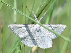 Perconia strigillaria