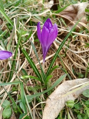Crocus neglectus