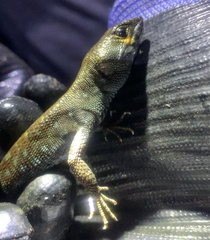 Potamites strangulatus