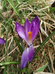 Crocus neglectus