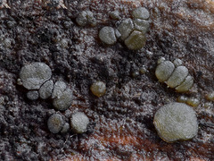 Vexillomyces xylophilus