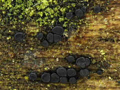 Vexillomyces xylophilus