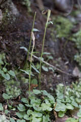 Pterostylis trullifolia