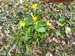 Ficaria verna calthifolia