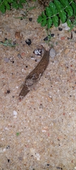 Drusia valenciennii