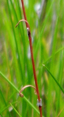Rumex acetosella
