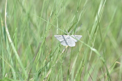 Perconia strigillaria