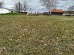 Ficaria verna calthifolia