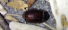 Pericoptus truncatus