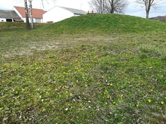 Ficaria verna calthifolia