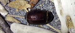 Pericoptus truncatus