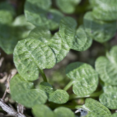 Pterostylis trullifolia