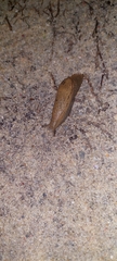 Drusia valenciennii