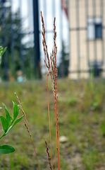 Poaceae