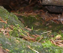 Buxbaumia viridis