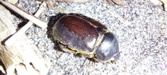 Pericoptus truncatus