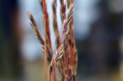 Poaceae