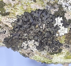 Phaeophyscia rubropulchra