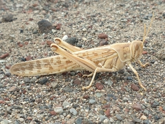 Schistocerca gregaria