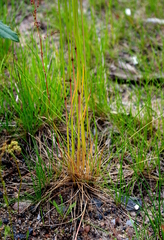 Poaceae