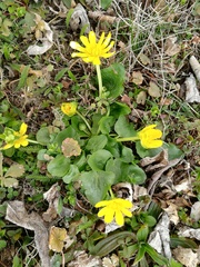 Ficaria verna calthifolia