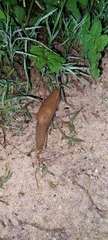 Drusia valenciennii
