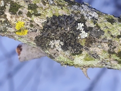 Phaeophyscia rubropulchra