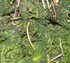 Buxbaumia viridis
