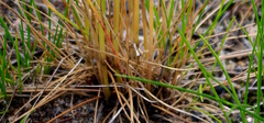 Poaceae