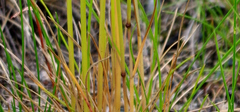 Poaceae