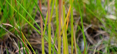 Poaceae
