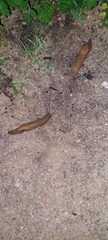 Drusia valenciennii