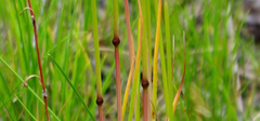 Poaceae