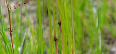 Poaceae