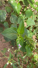 Priva lappulacea