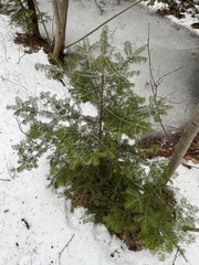 Abies balsamea image