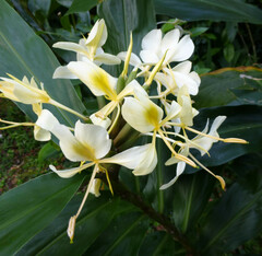 Hedychium