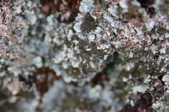 Parmelina tiliacea
